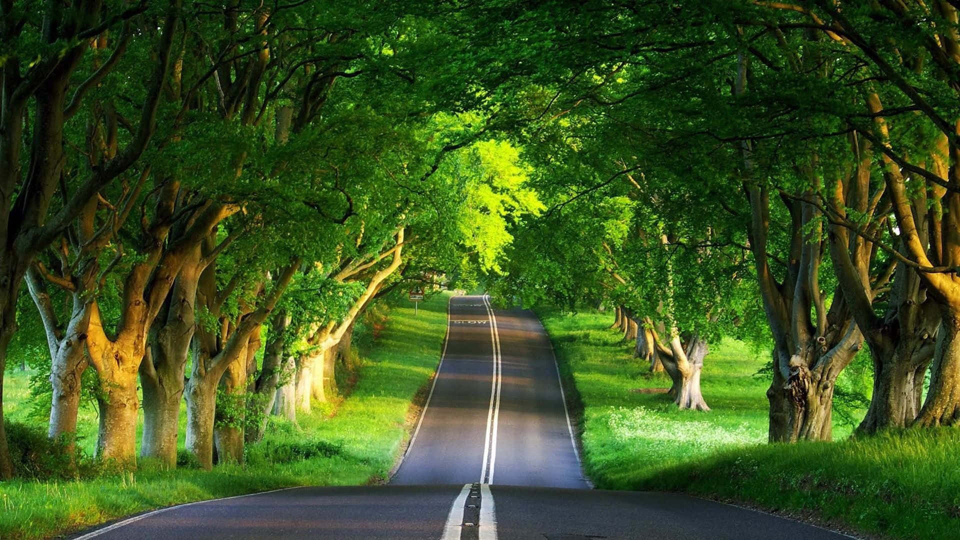a road lined with trees in the middle of a green field
