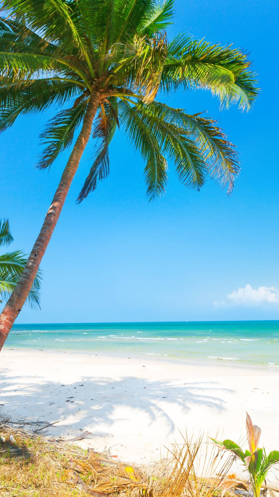 Beautiful Beach And A Palm Tree Picture