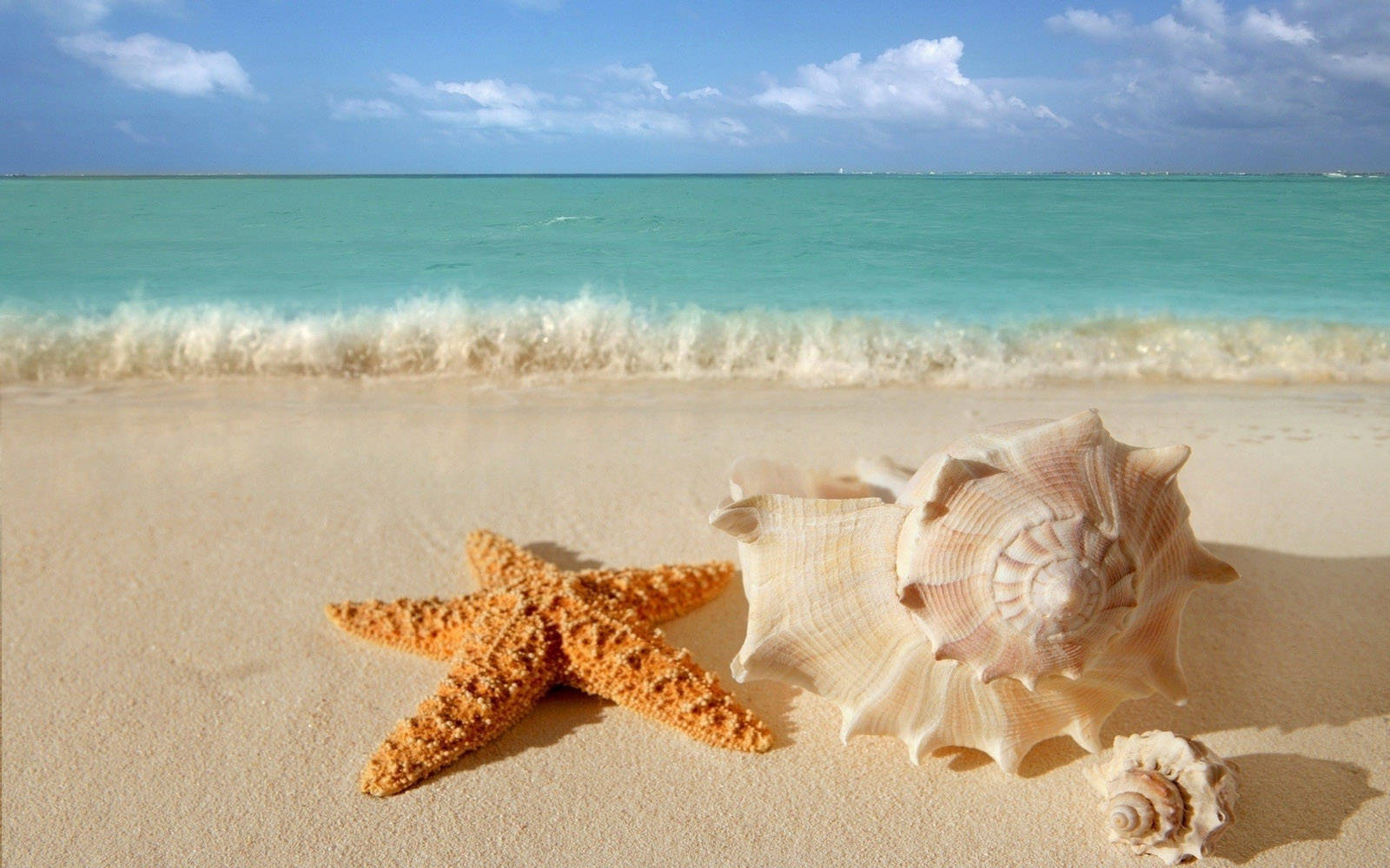Beautiful Beach With Starfish And Seashells Wallpaper