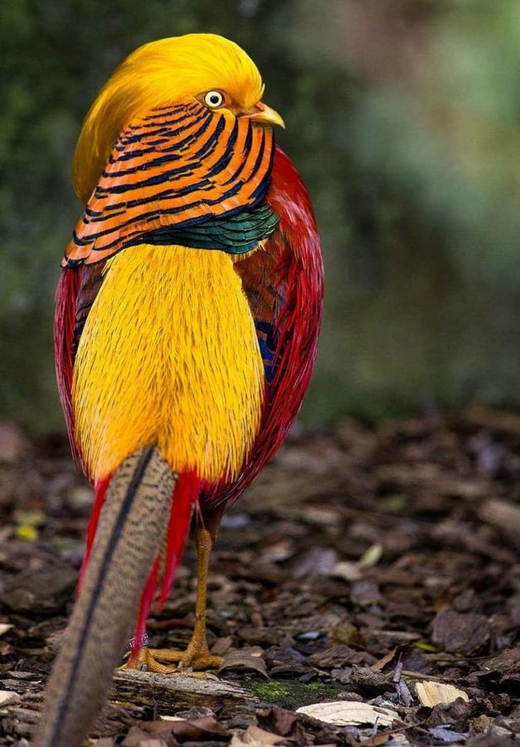 “Beautiful Birds of Colorful Feathers.”