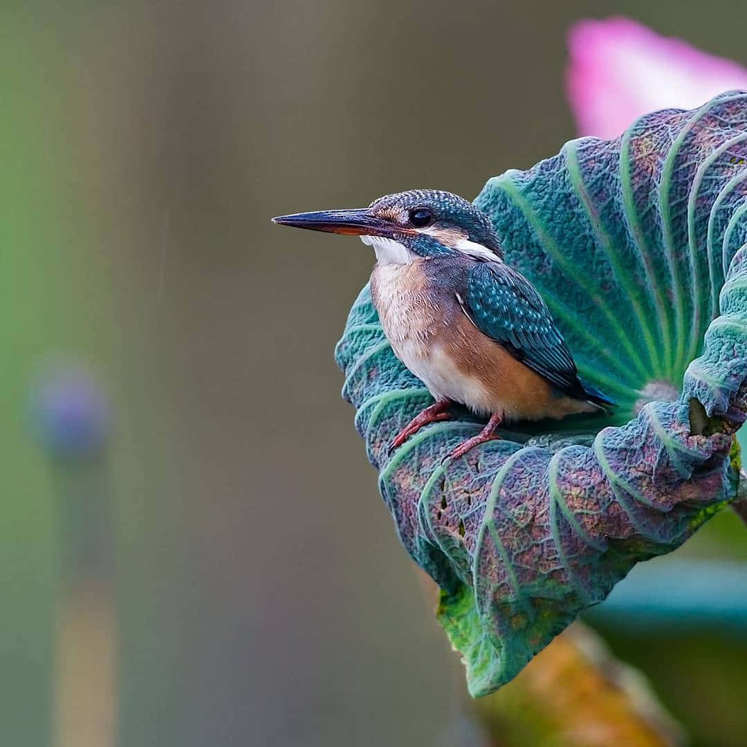 Bunteschönheit - Zwei Wunderschöne Vögel, Die Durch Die Luft Fliegen