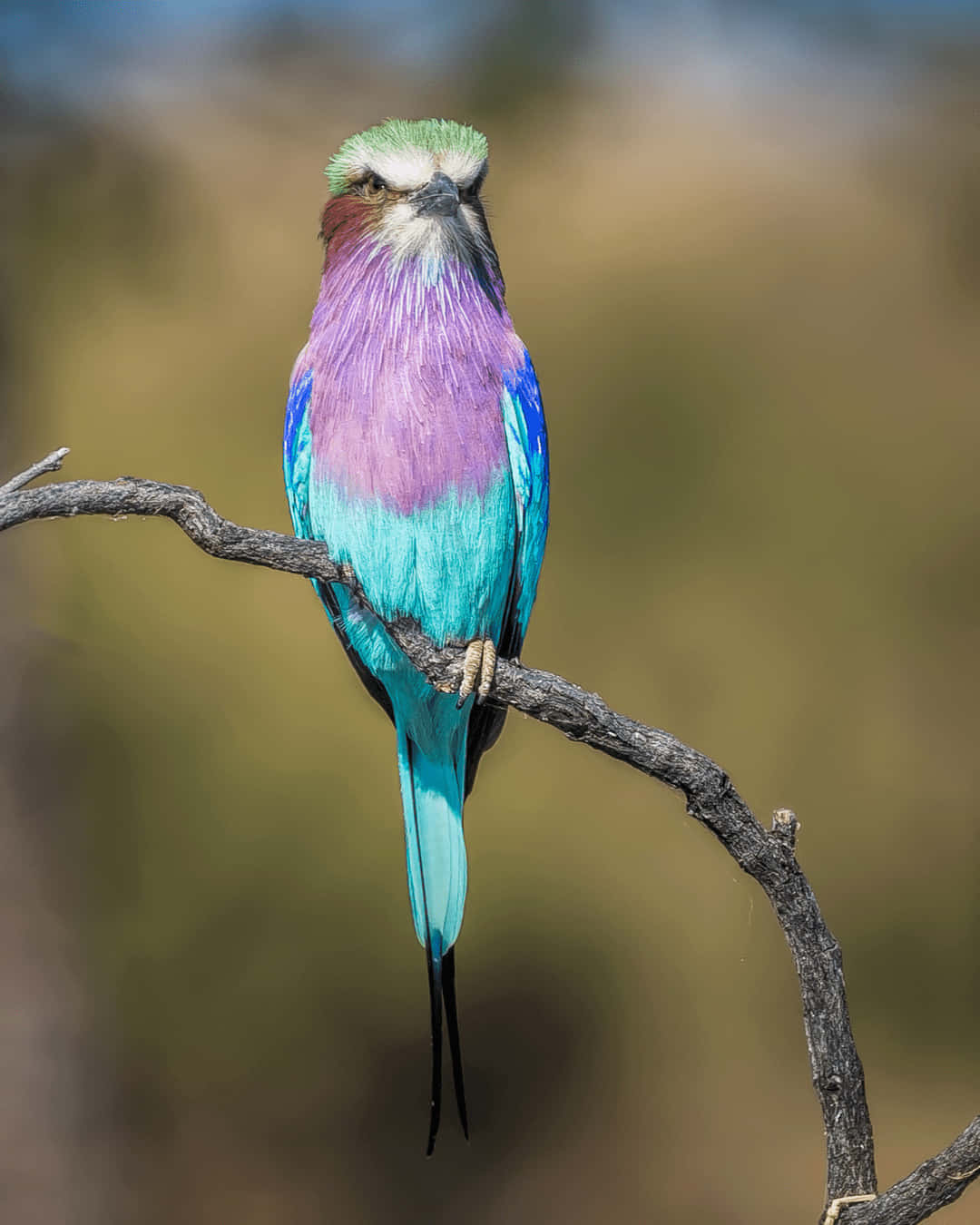 Enunik Och Färgstark Samling Vackra Fåglar