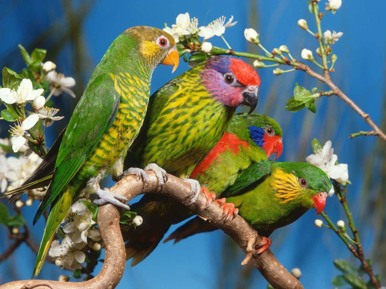 The beauty and grace of these vibrant birds.