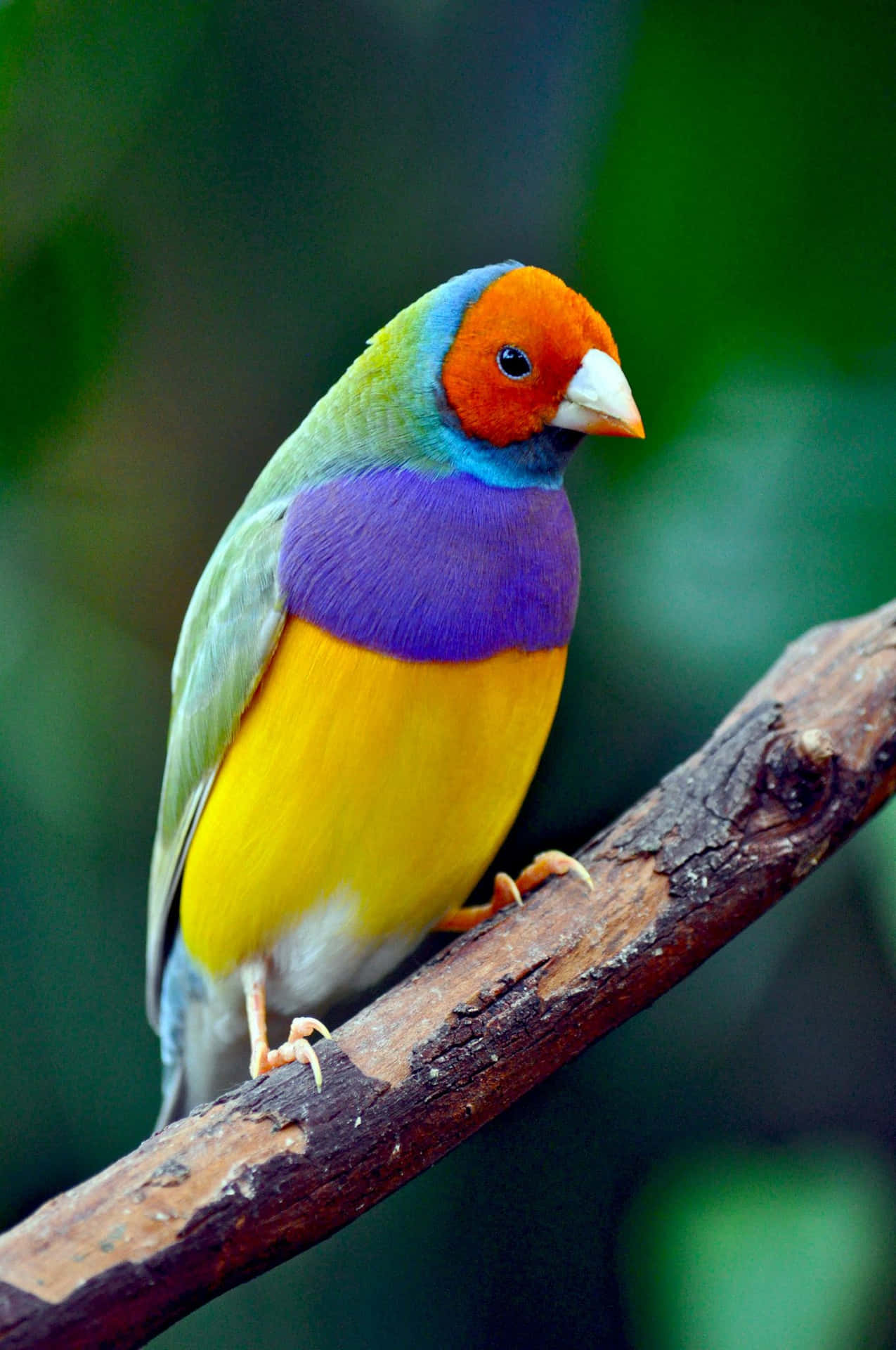 Meravigliatidella Bellezza Di Questi Colorati Uccelli.