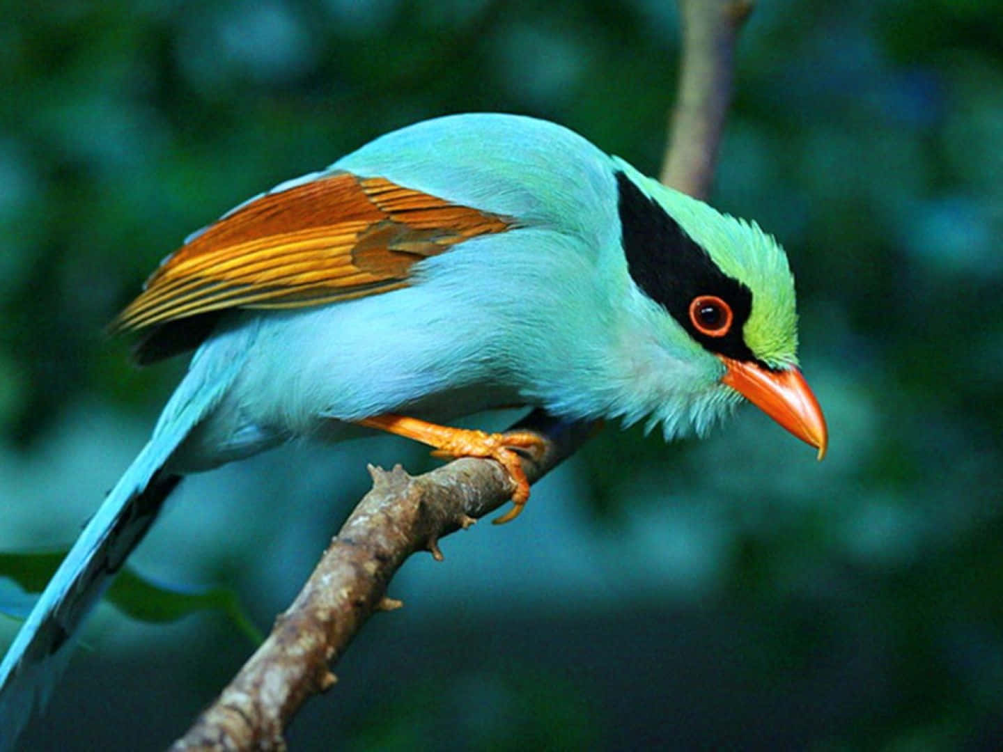 A colorful bird sits atop a branch, looking out across a bright landscape.