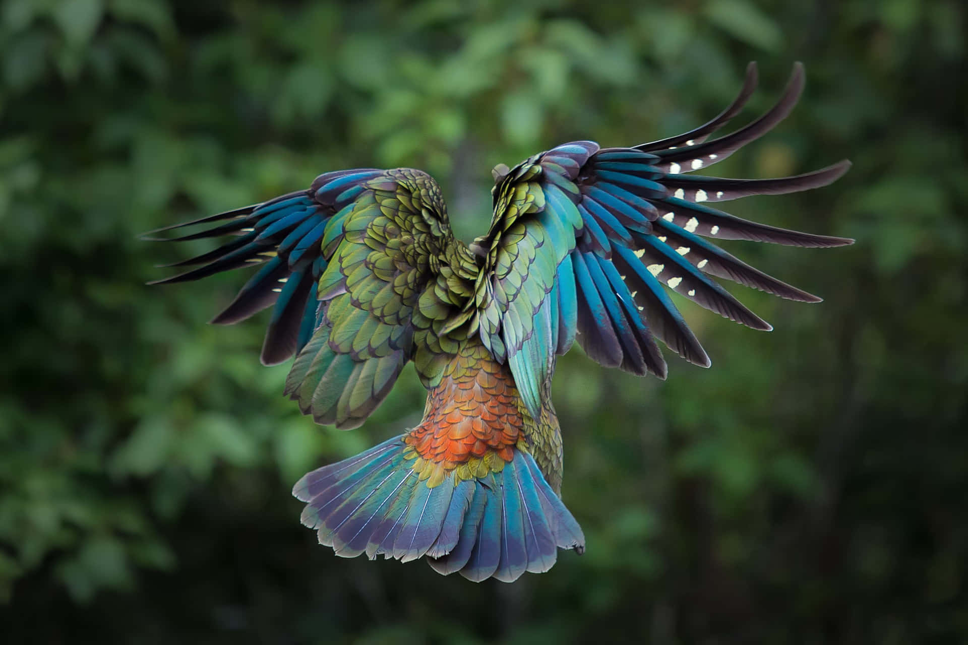 Disfrutandode Un Día Soleado: Dos Coloridos Pájaros Posados En Una Rama