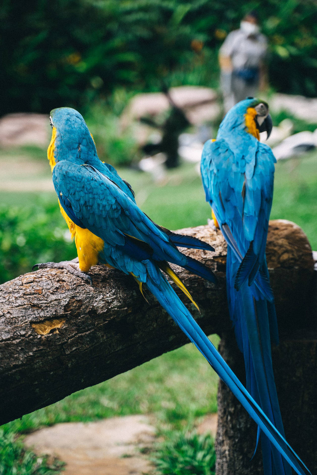 Beautiful Birds Blue Macaw Parrot