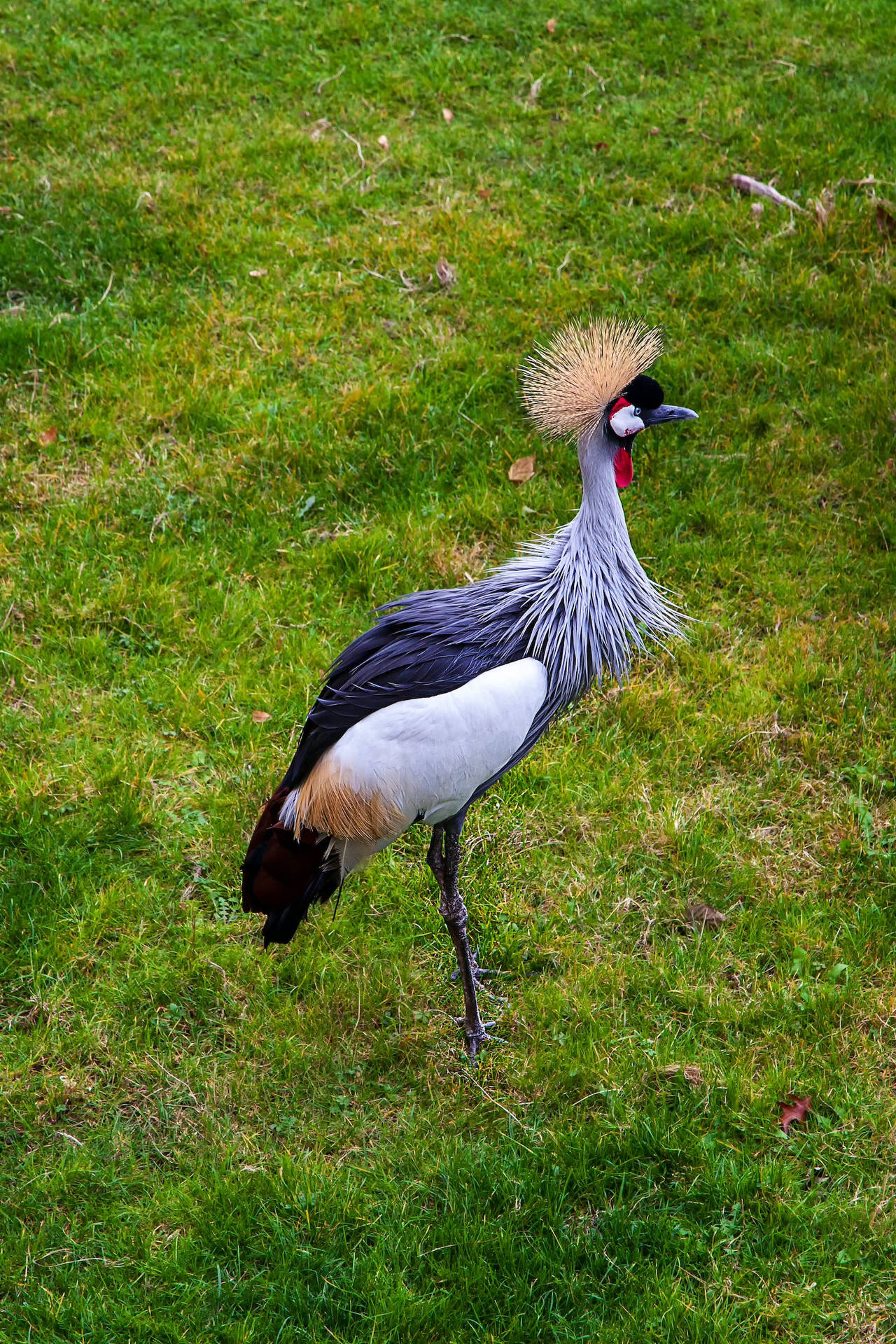 Beautiful Birds Gray Crowned Crane