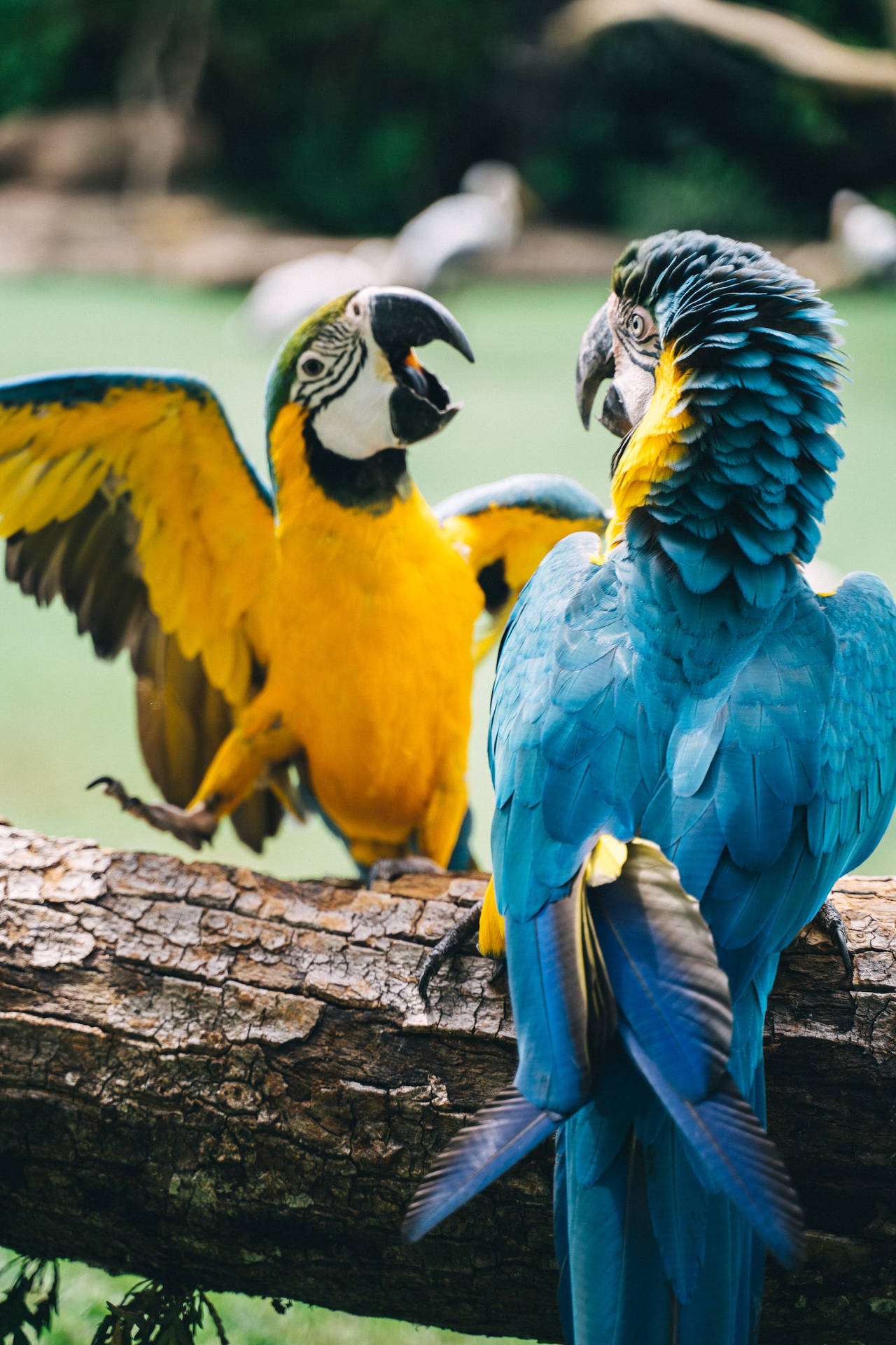 Beautiful Birds Macaw Parrots