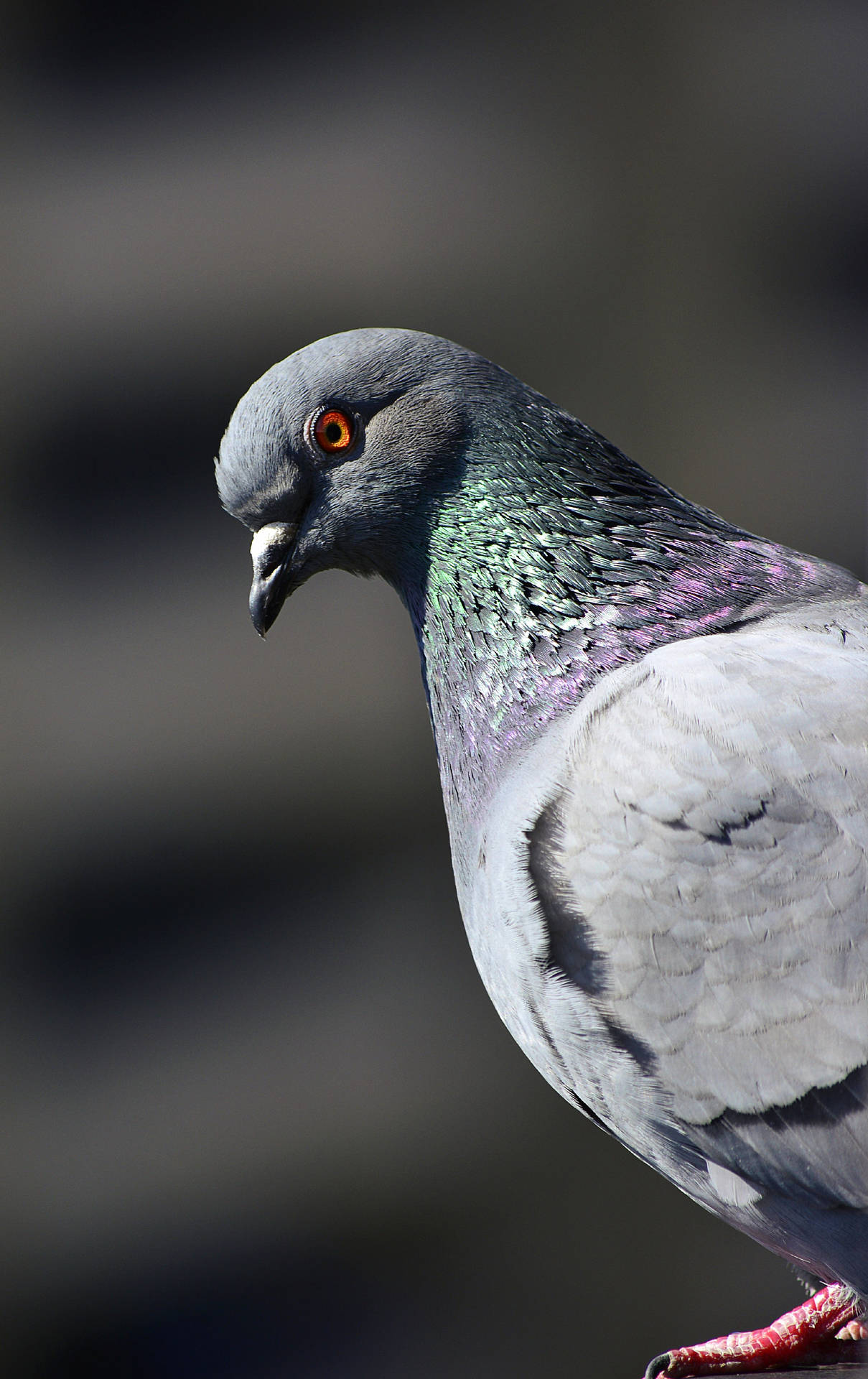 Beautiful Birds Pigeon