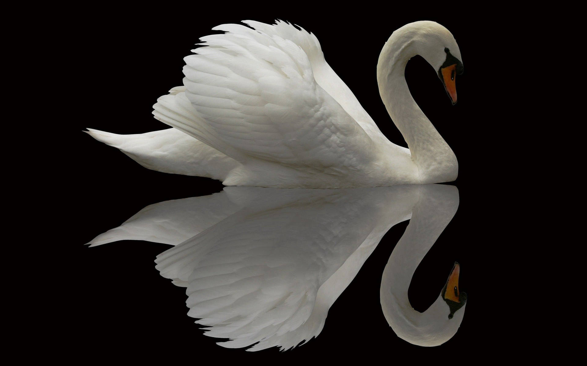 Beautiful Birds Swan Reflection