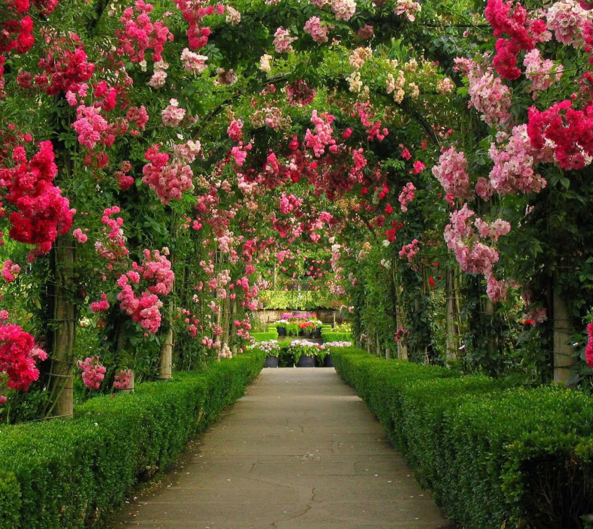 Beautiful Blossom Garden