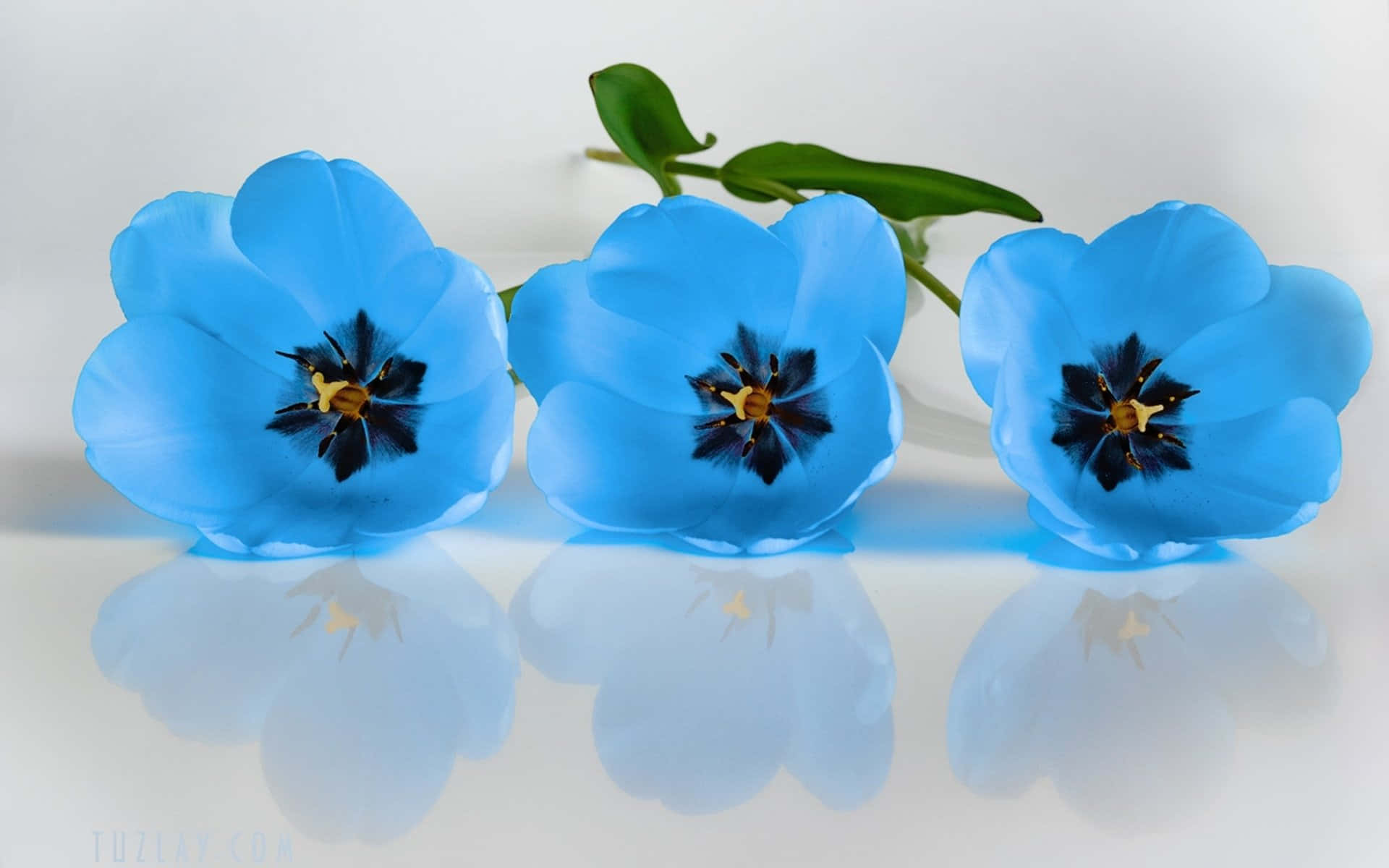 Treblå Blommor Är I En Rad