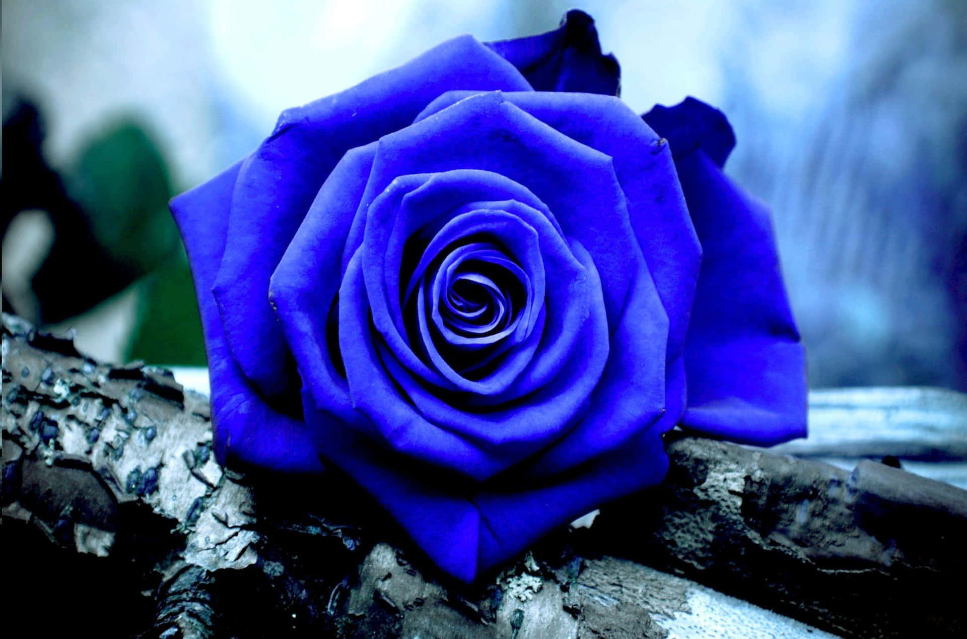 A Blue Rose Is Sitting On A Branch