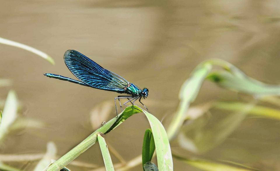 Smuk blå libelle i naturen Wallpaper