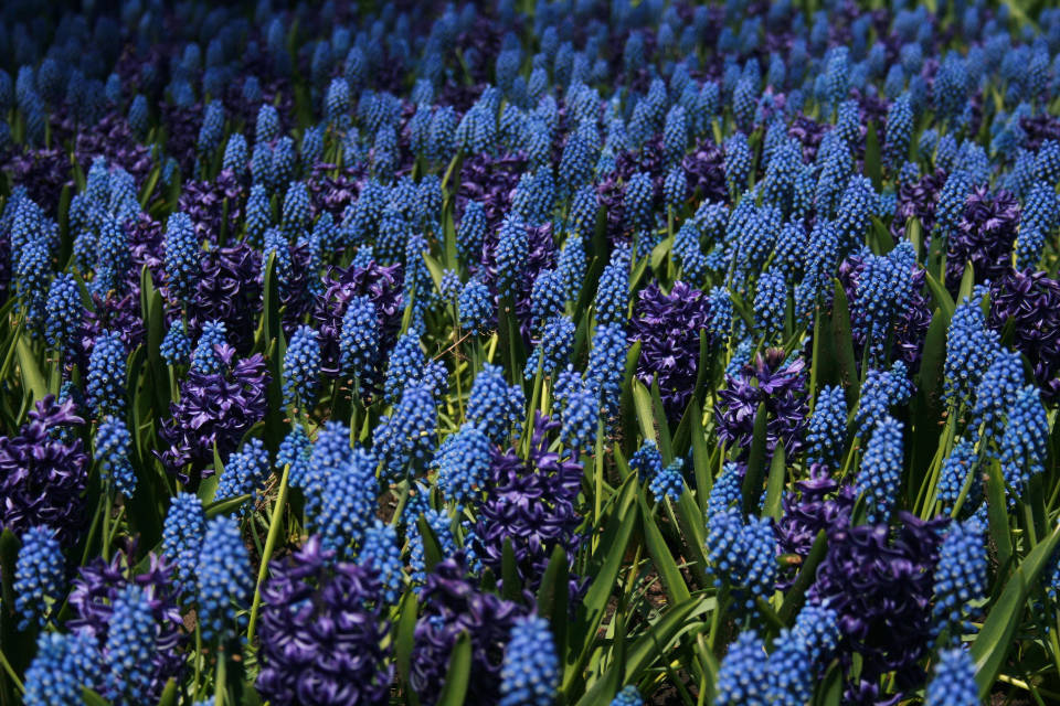 Hermosasflores De Jacinto Azul Fondo de pantalla