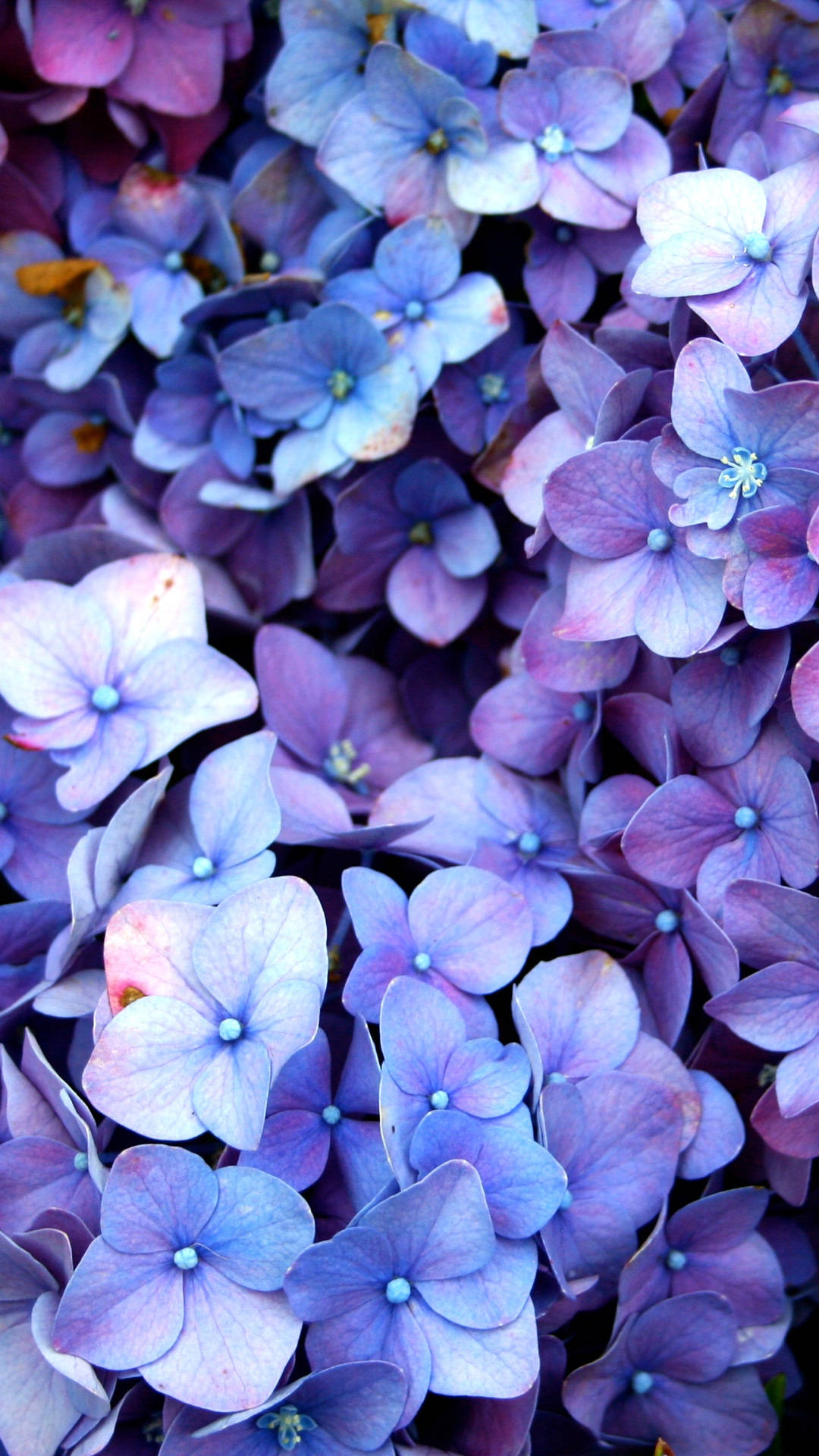 Hermosasflores De Hortensia Azules De Cerca. Fondo de pantalla