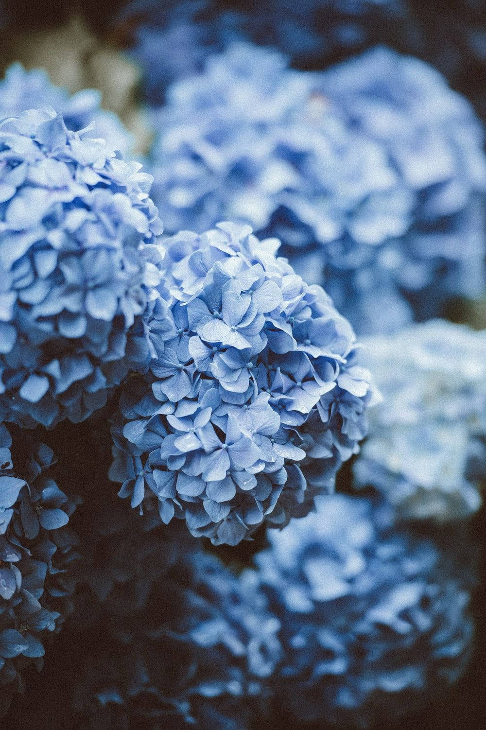 Belasflores De Hortênsia Azul. Papel de Parede