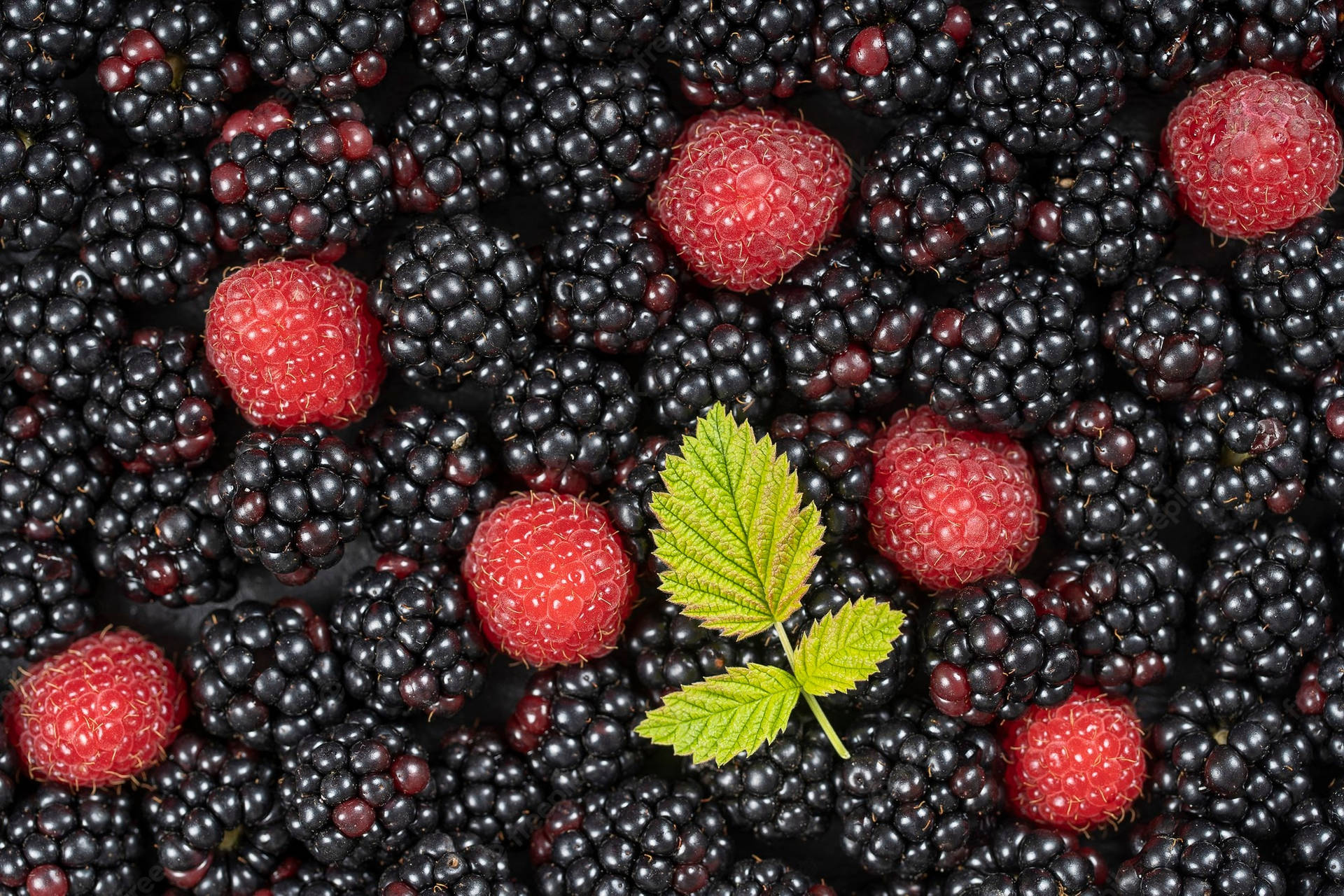 Smuk Boysenberry Raspberry Wallpaper
