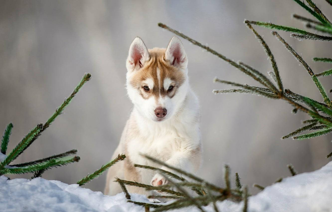 Beautiful Brown Husky Puppy Background