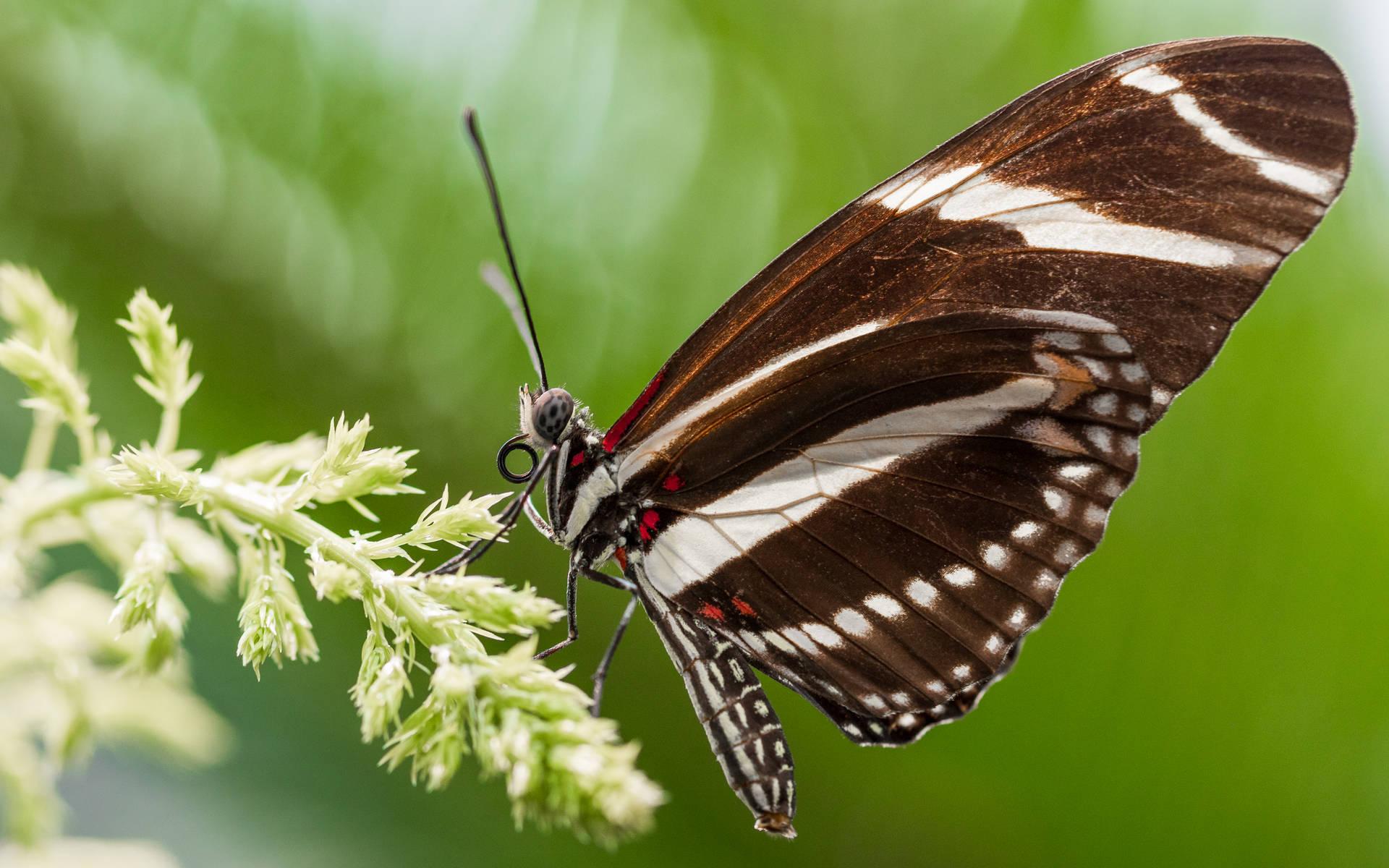 Schönerbrauner Schmetterling Mit Weiß Wallpaper