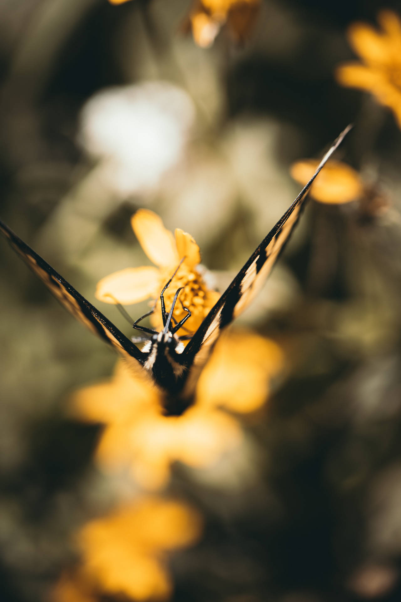 Smukke sommerfugl i flyvning Wallpaper