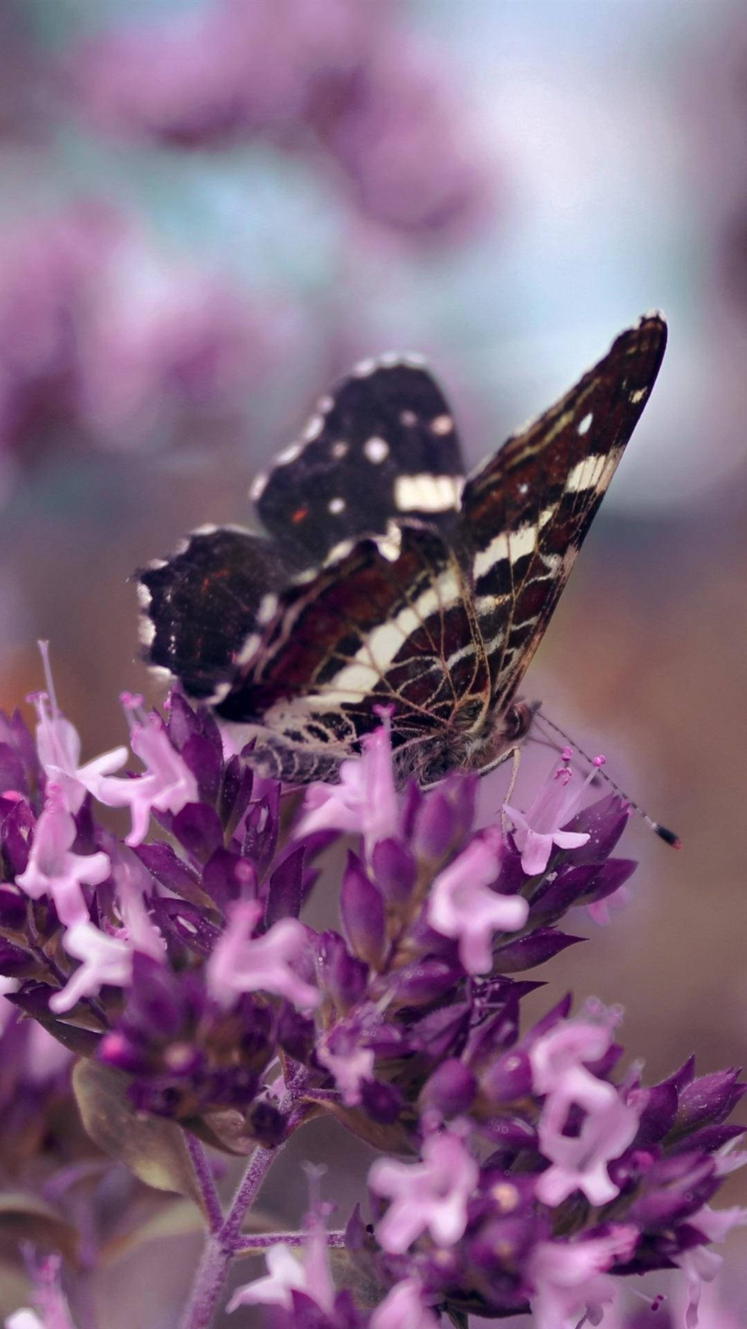 Beautiful Butterfly Iphone theme Wallpaper