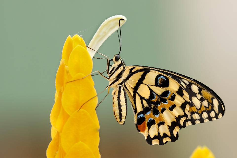 Smuk sommerfugl på blomst Wallpaper