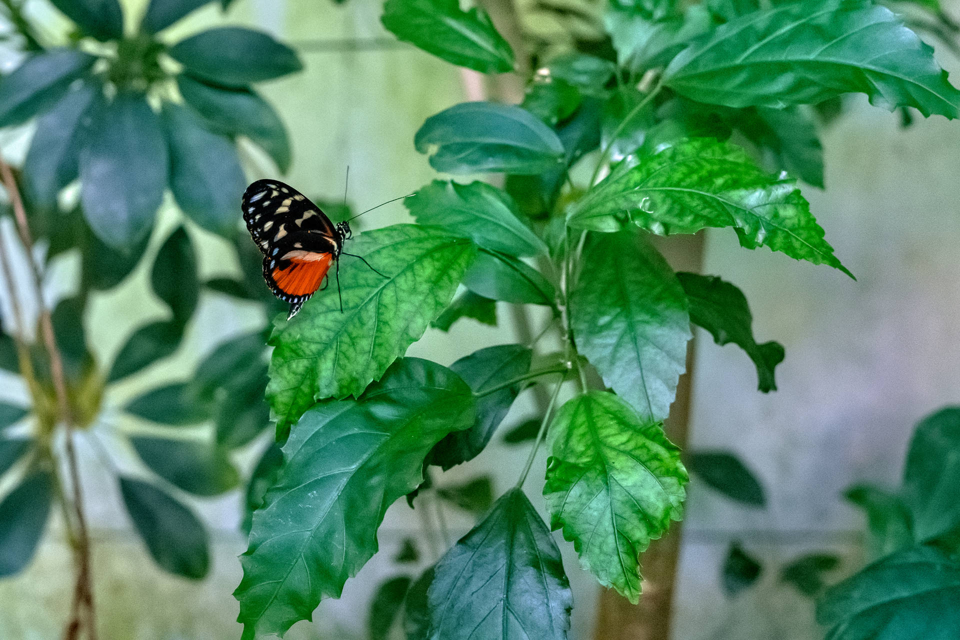 Beautiful Butterfly On Plants Wallpaper