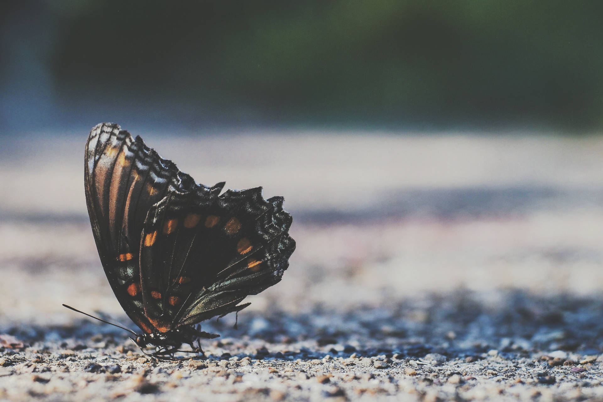 Beautiful Butterfly On The Ground Wallpaper