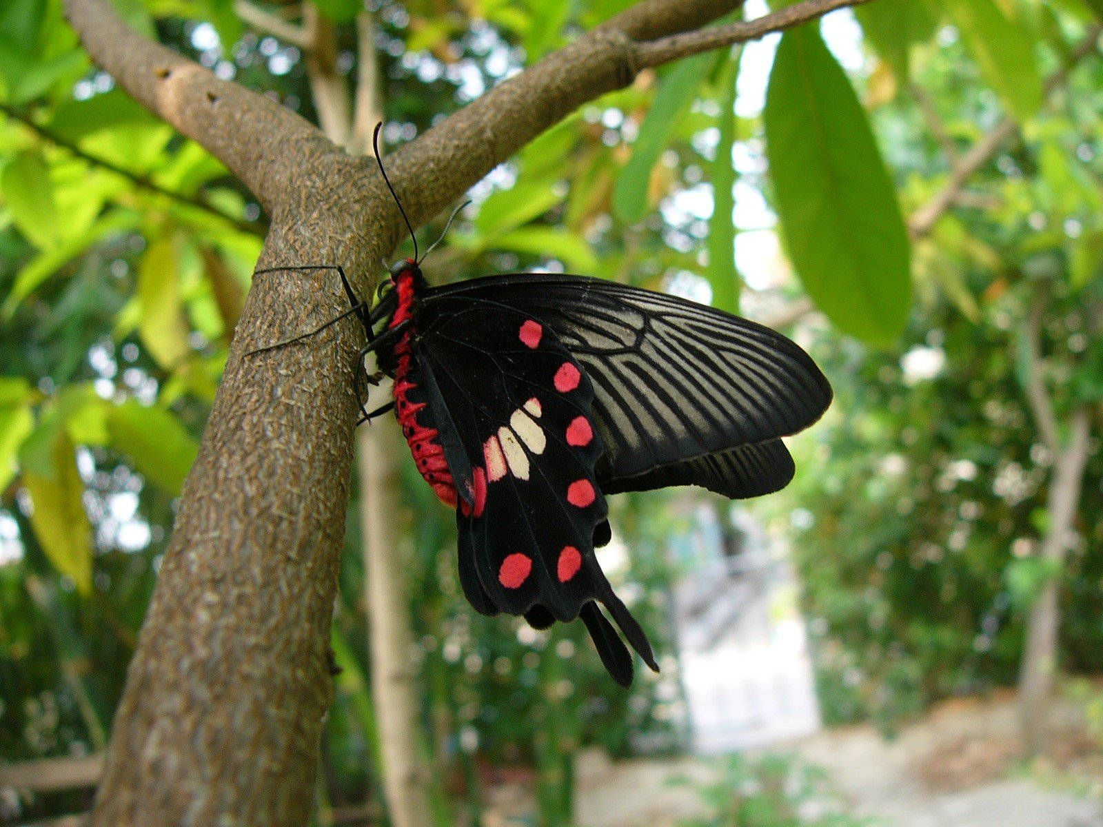 Beautiful Butterfly On Tree Wallpaper