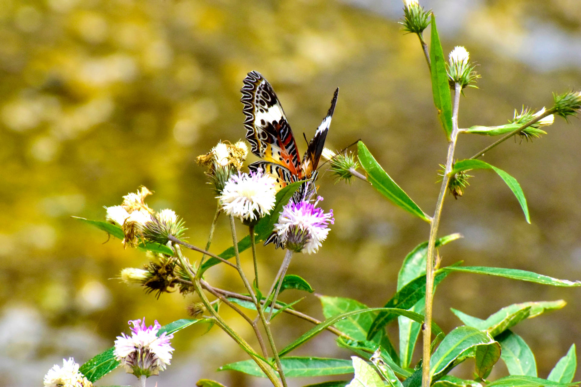 Smukke sommerfugle på vild blomster meadow Wallpaper
