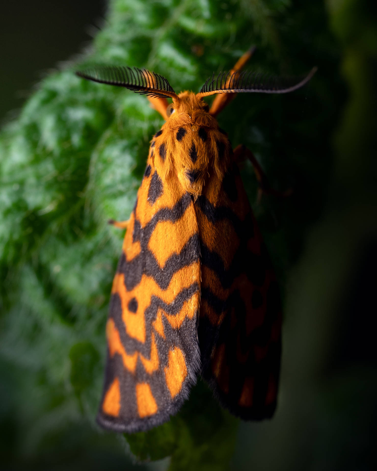 Smukke sommerfugl orange sorte firkanter Wallpaper