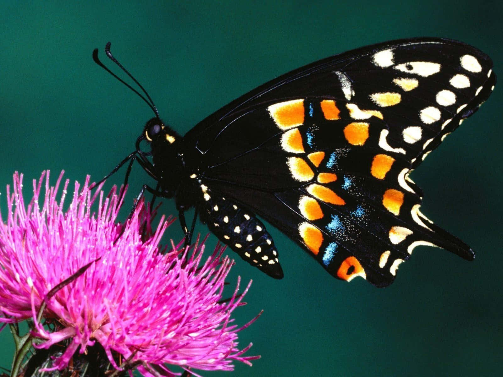 Einwunderschöner Schmetterling Flattert Durch Eine Malerische Garteneinstellung.