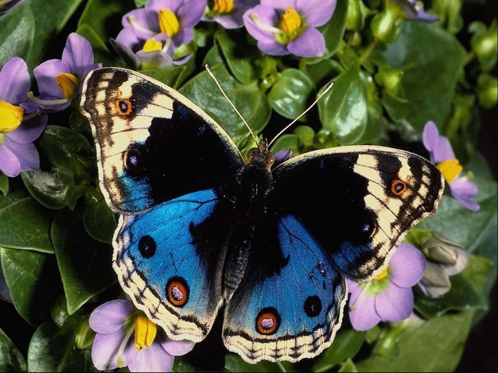 Einlebendiger Und Schöner Schmetterling Sitzt Auf Einem Blatt.