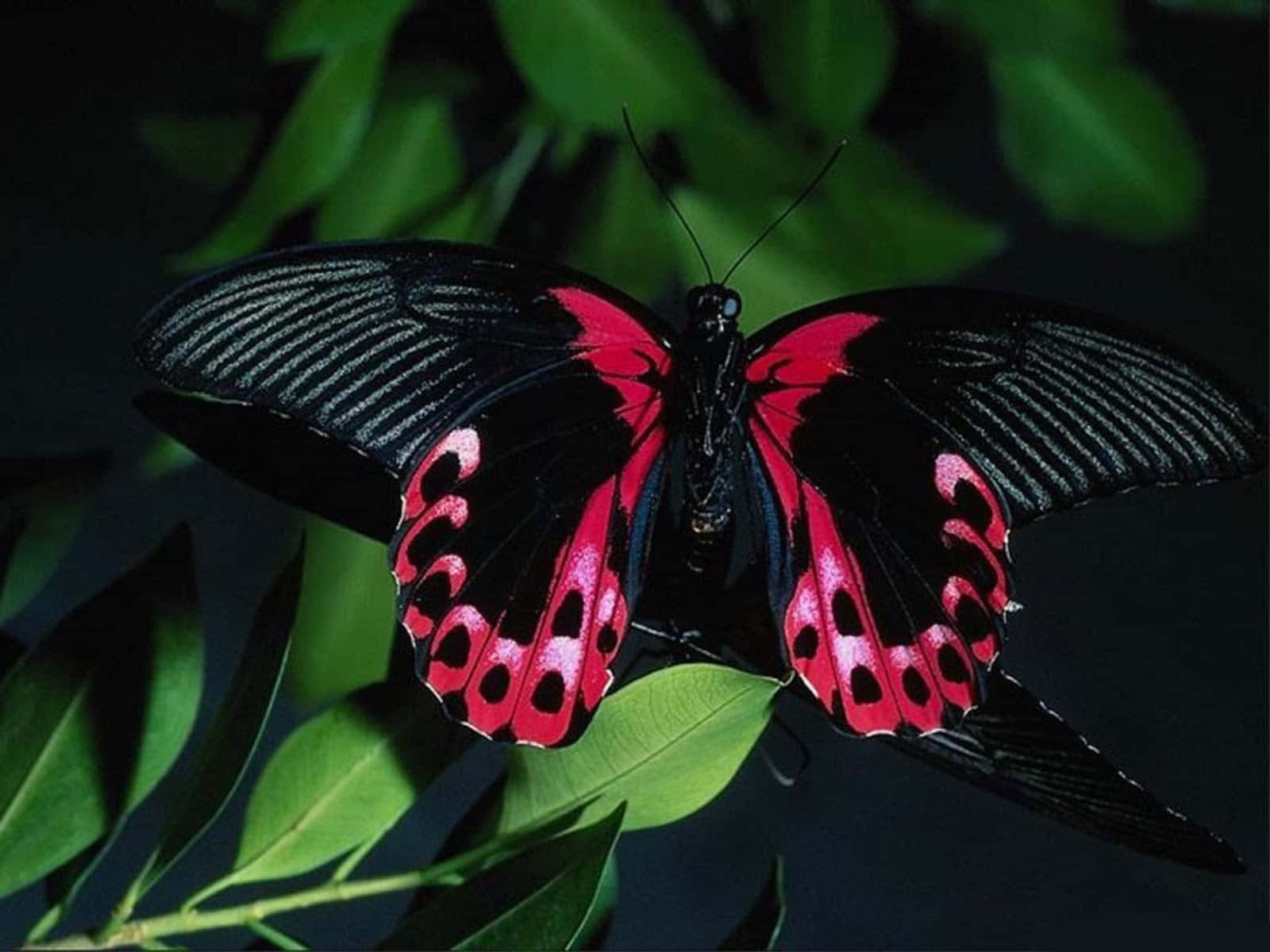 A Beautiful Butterfly Spreads its Wings Ready to Take Flight