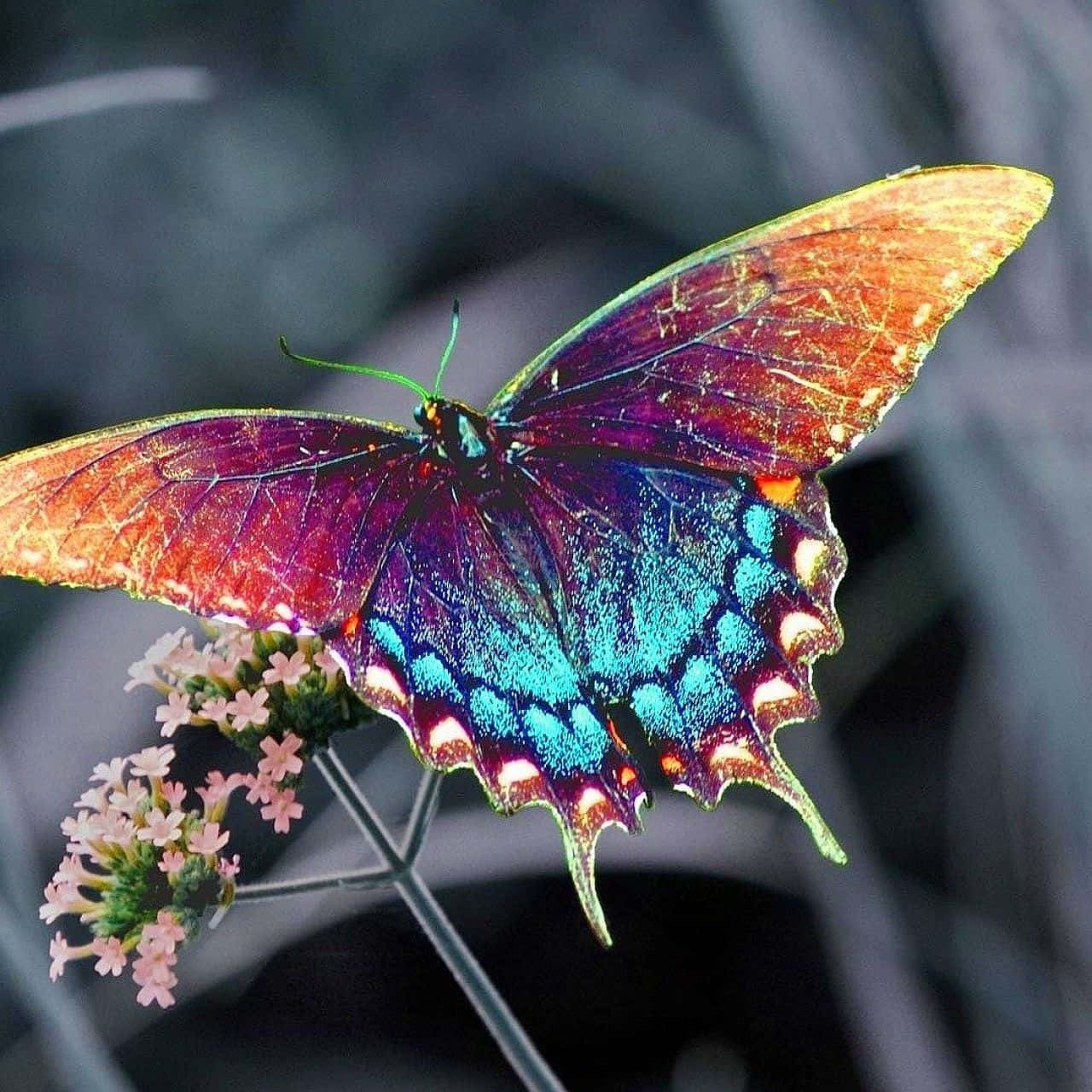 "A beautiful butterfly with vibrant colours".