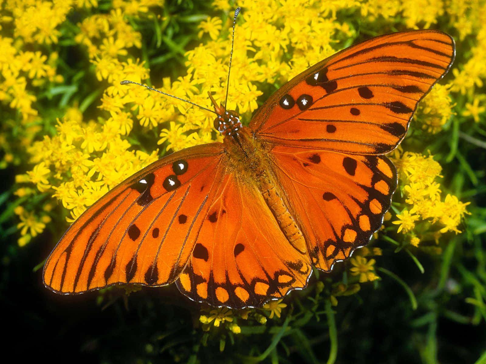 Dieschönheit Der Natur Präsentiert Durch Diesen Anmutigen Schmetterling.