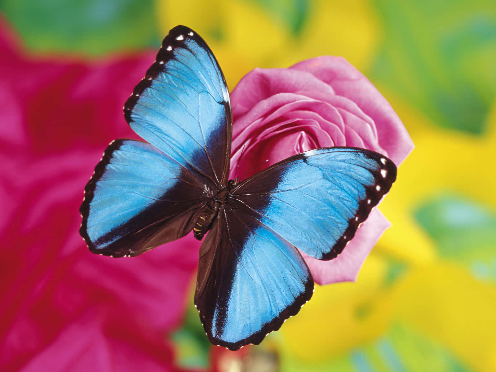 Hellleuchtender Schmetterling