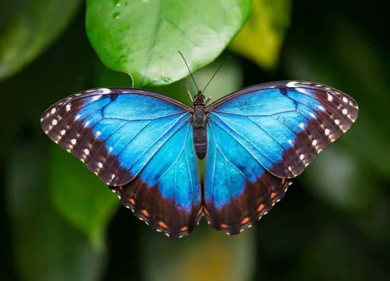 Dieschönheit Und Lebendigen Farben Eines Schmetterlings.