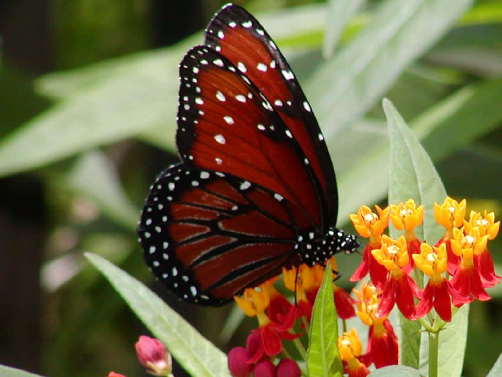 Unabellissima Farfalla Monarca Riposa Pacificamente Sull'erba