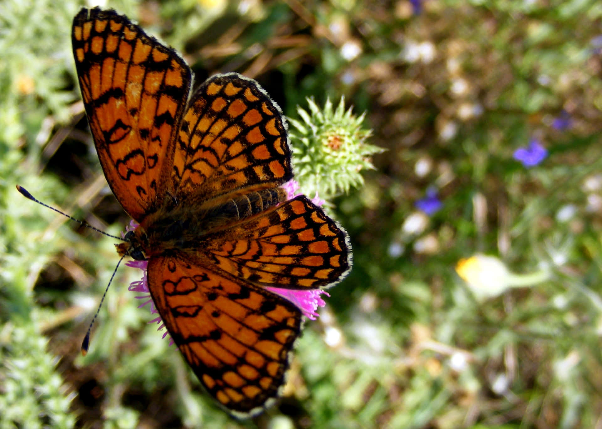 A beautiful butterfly flutters amidst vibrant colored flower petals