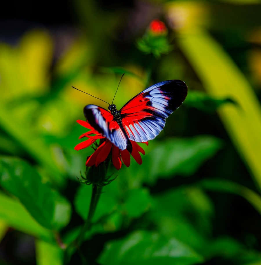 Buntesund Einzigartiges Schmetterling