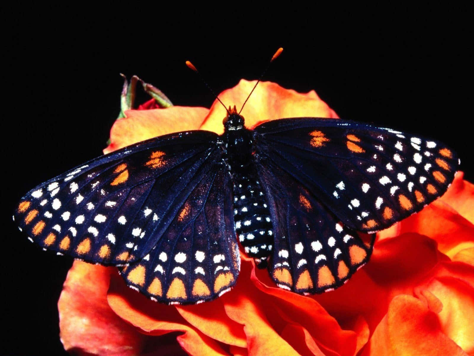 A Beautiful Butterfly Drifting Through the Air