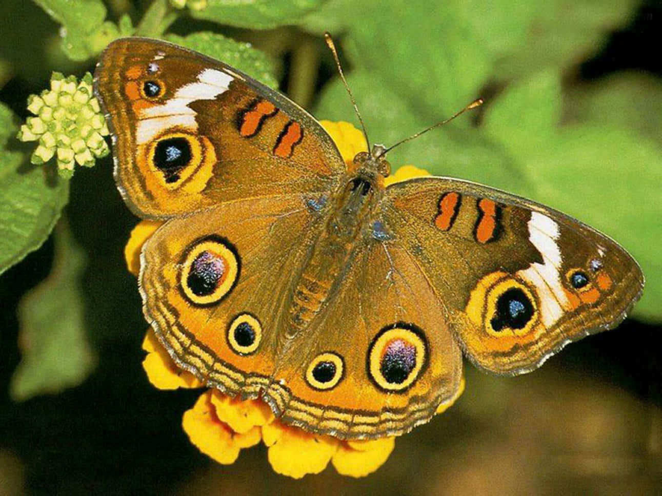 Einwunderschöner Schmetterling Ruht In Einem Busch Wilder Blumen.