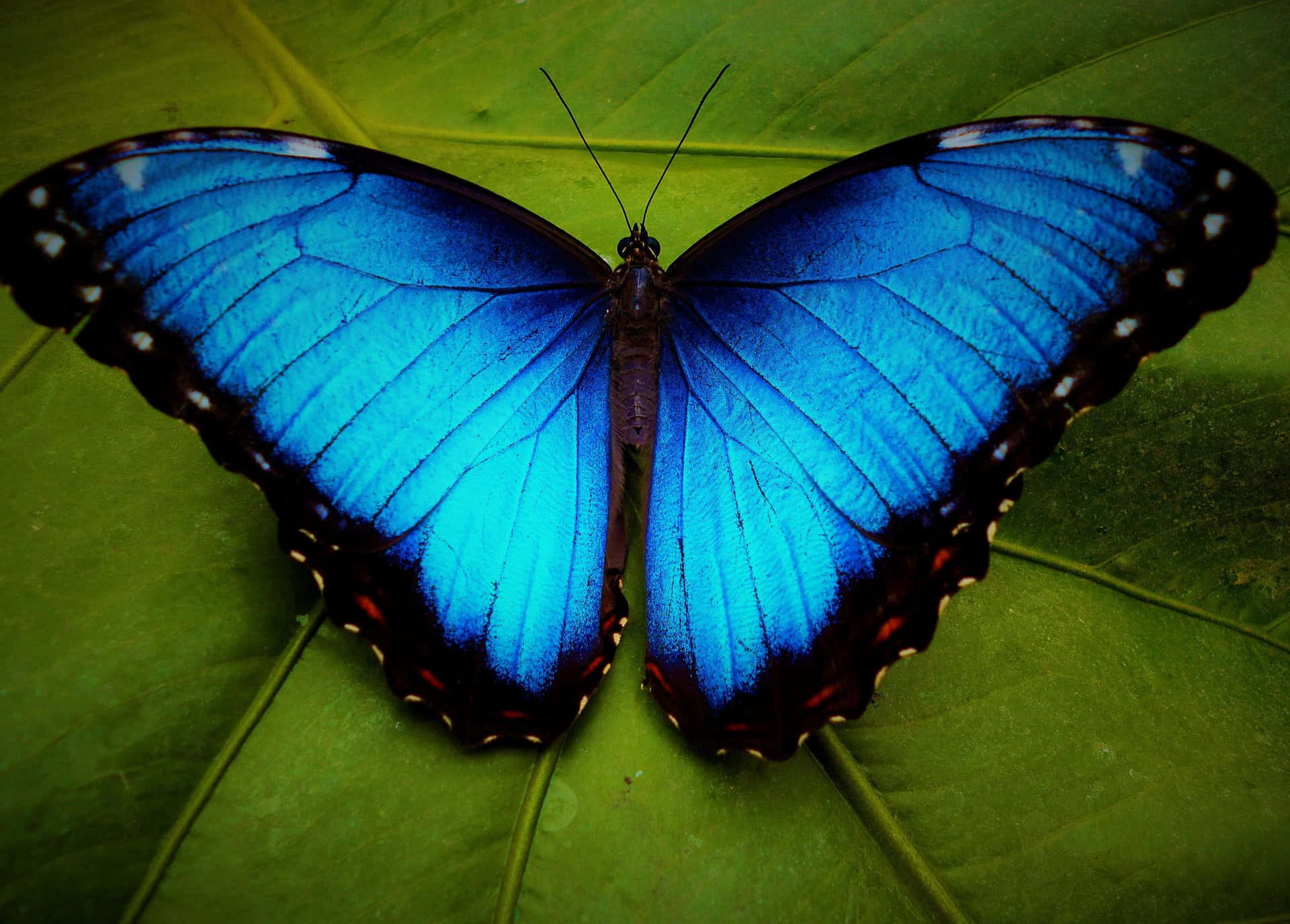 Bildein Leuchtend Buntschöner Schmetterling Sitzt Auf Einer Blume.
