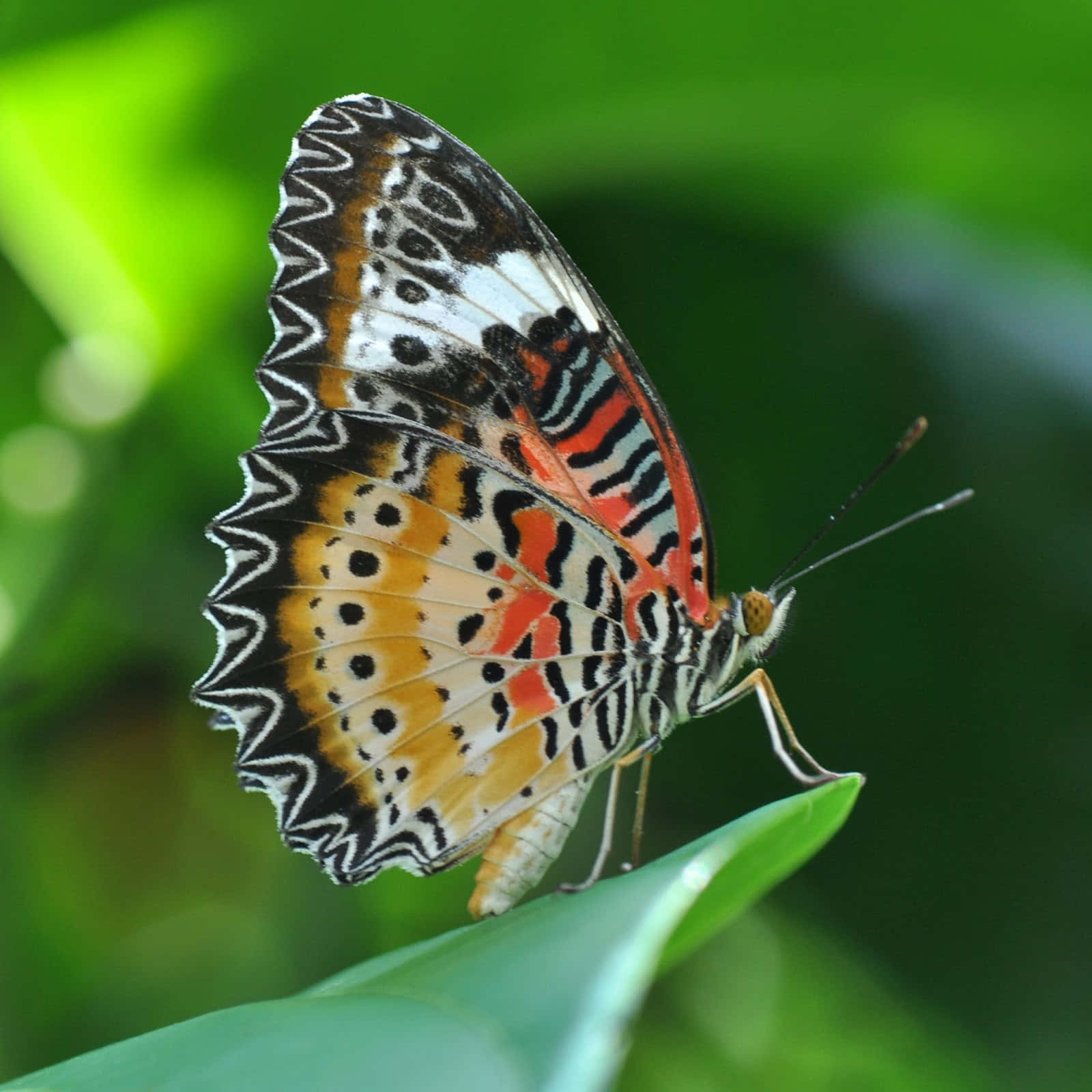 A bright and colorful butterfly perched on a flower