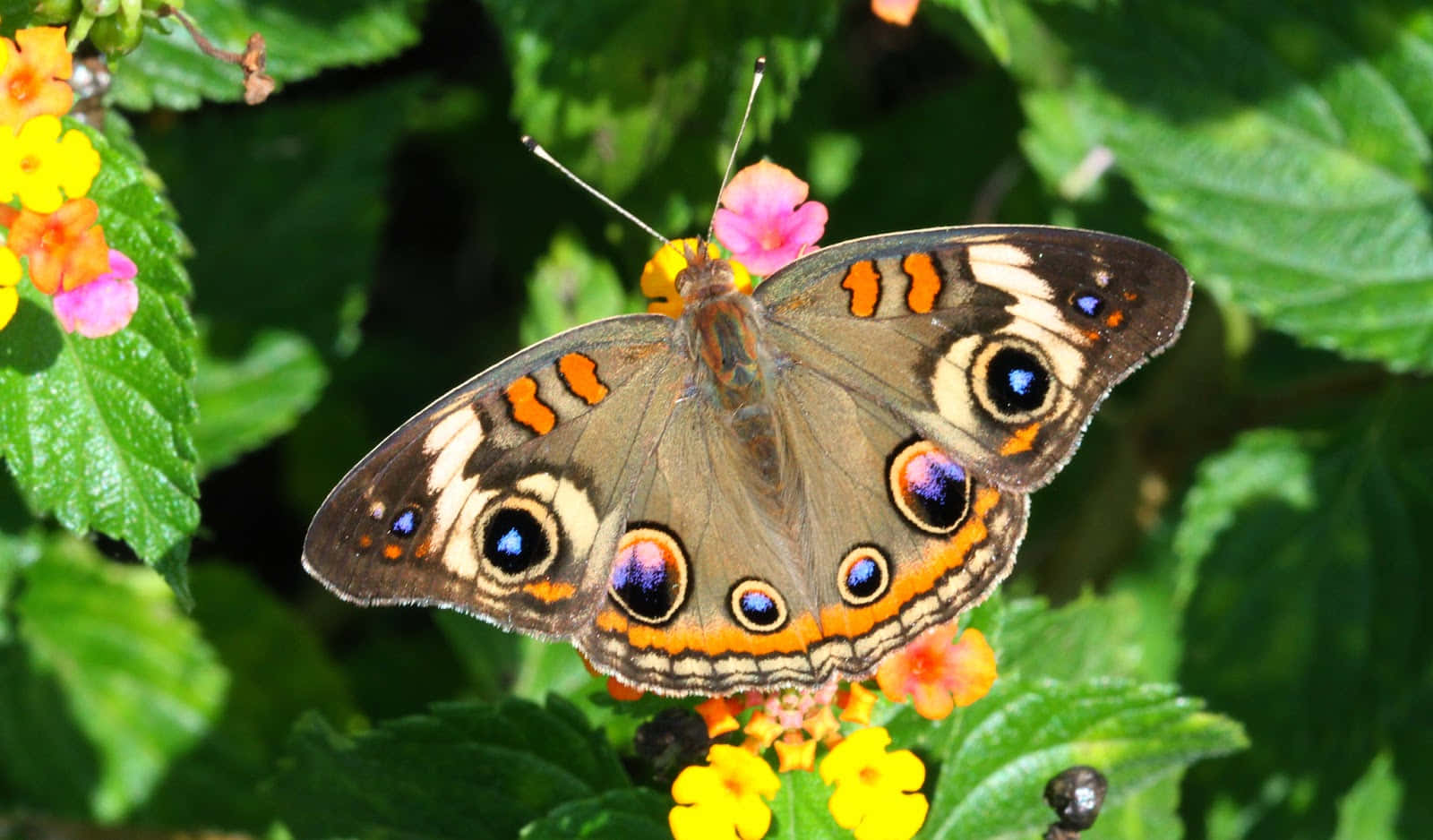 Genießedie Schönheit Eines Wunderschönen Schmetterlings.