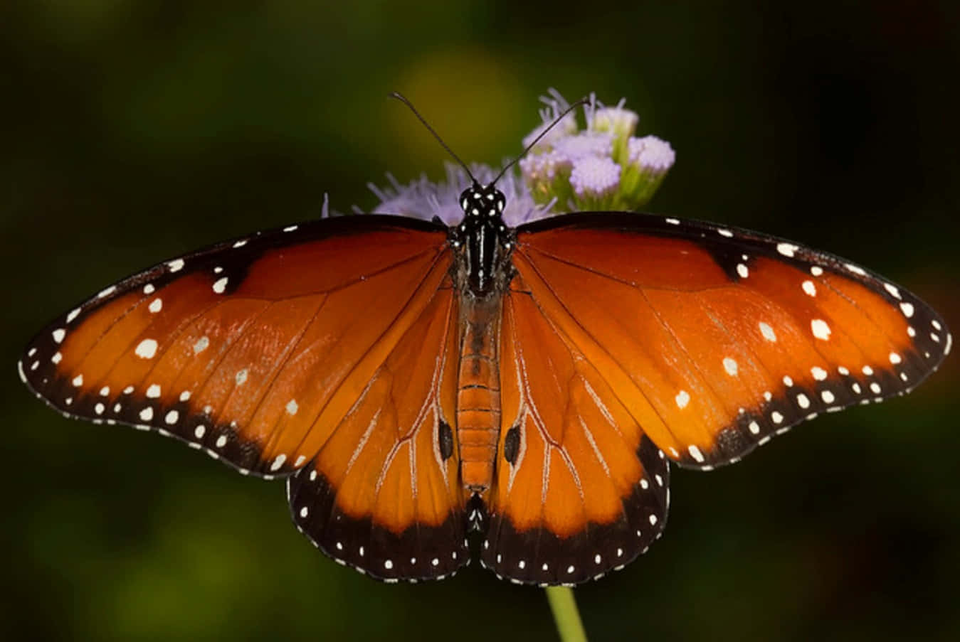 “A Regional Beauty - A Beautiful Butterfly Flutters Through The Air”