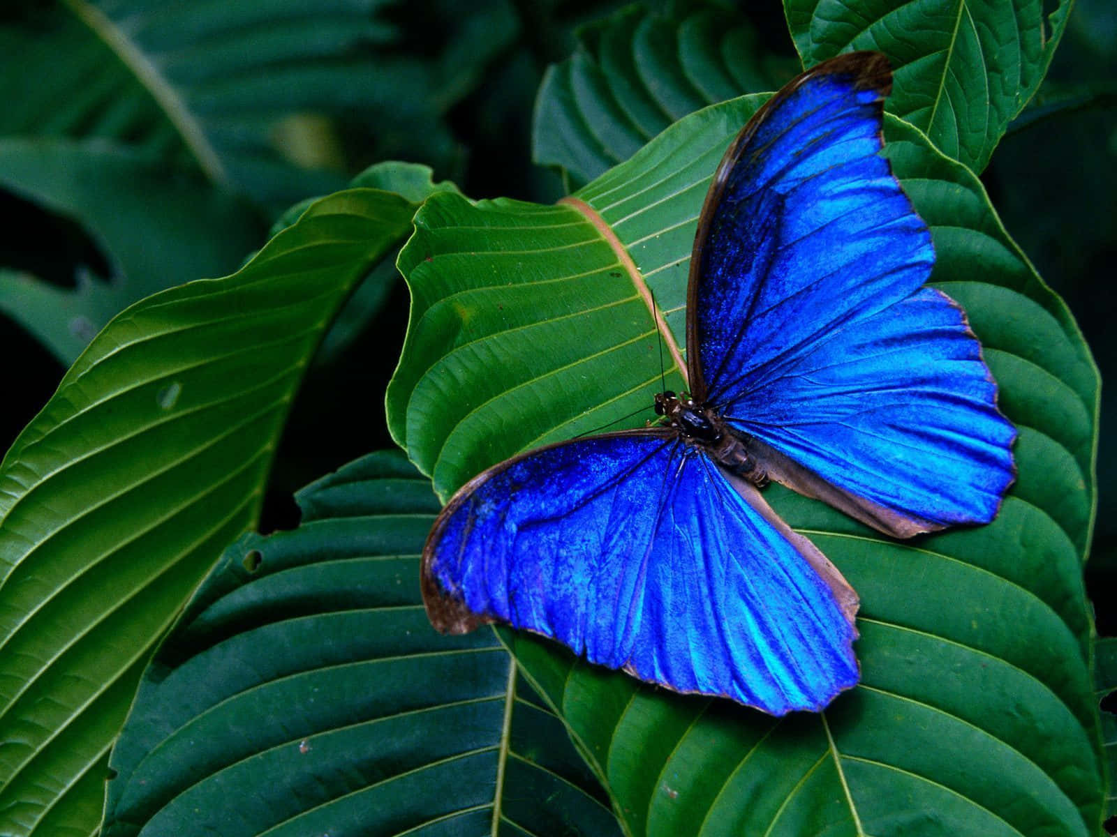 Einwunderschöner Schmetterling In Seiner Natürlichen Umgebung.